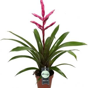 Bromélia guzmania claire