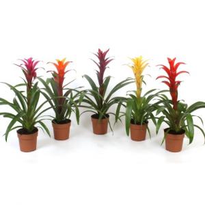 Bromélia guzmania claire