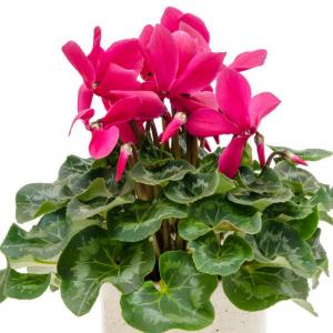 Cyclamen