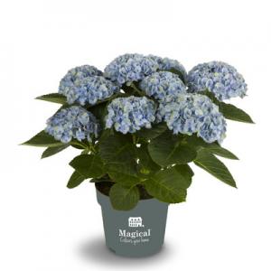 Hortensia bleu