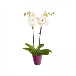 Orchidée Phalaenopsis